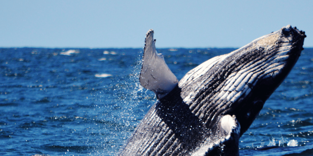 Whale Watching